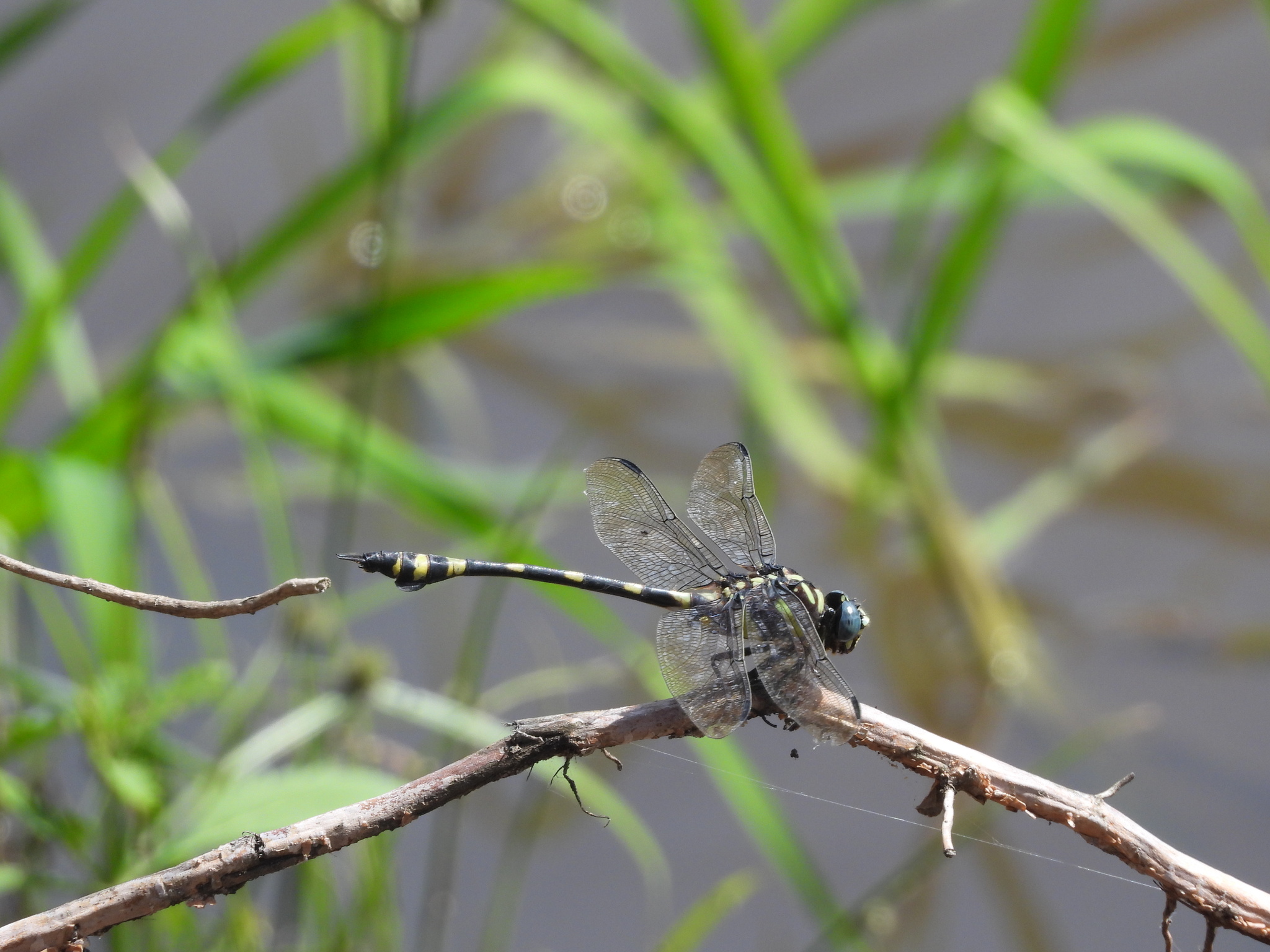 Indian Common Clubtail