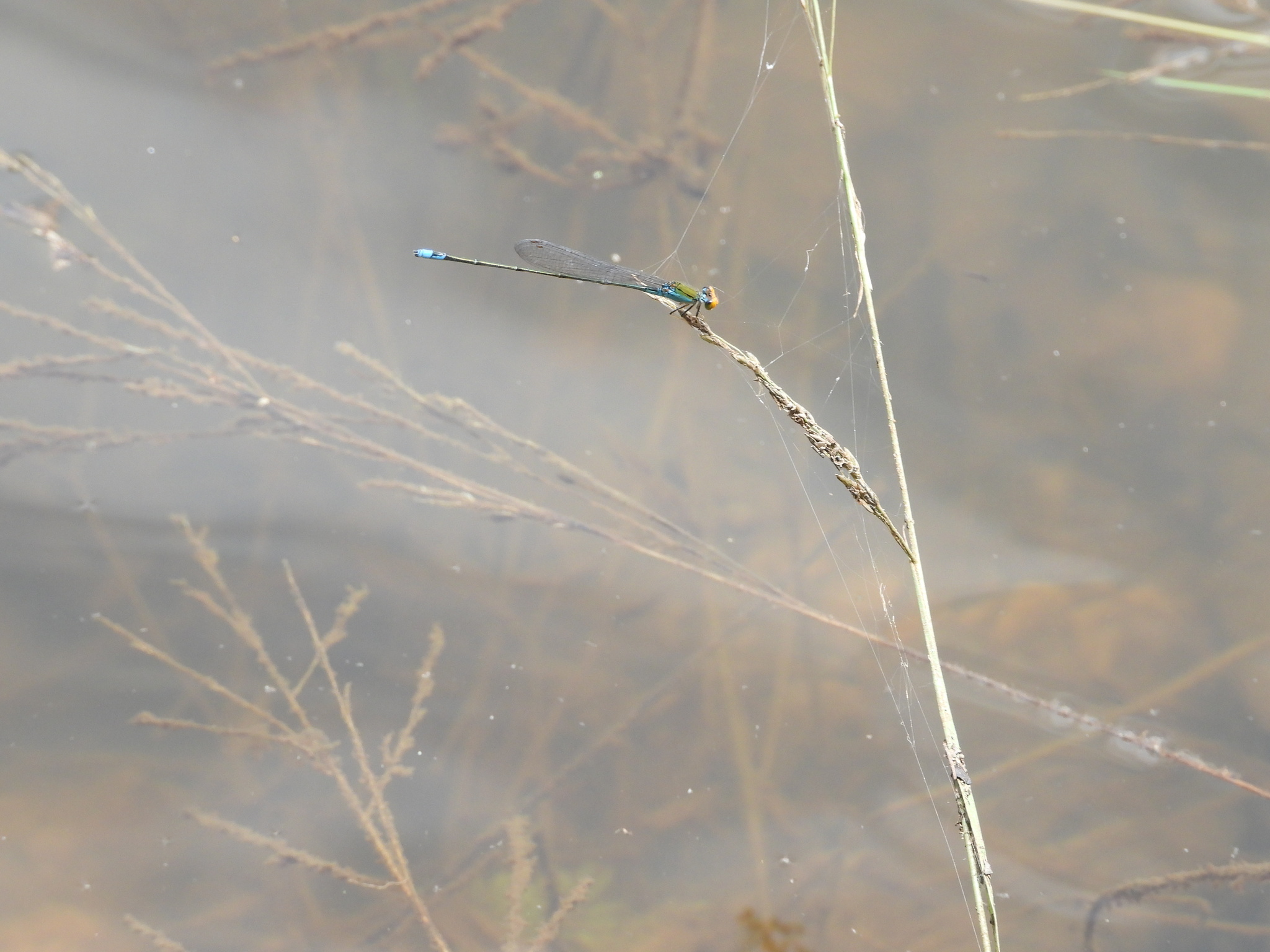 Orange-Faced Sprite