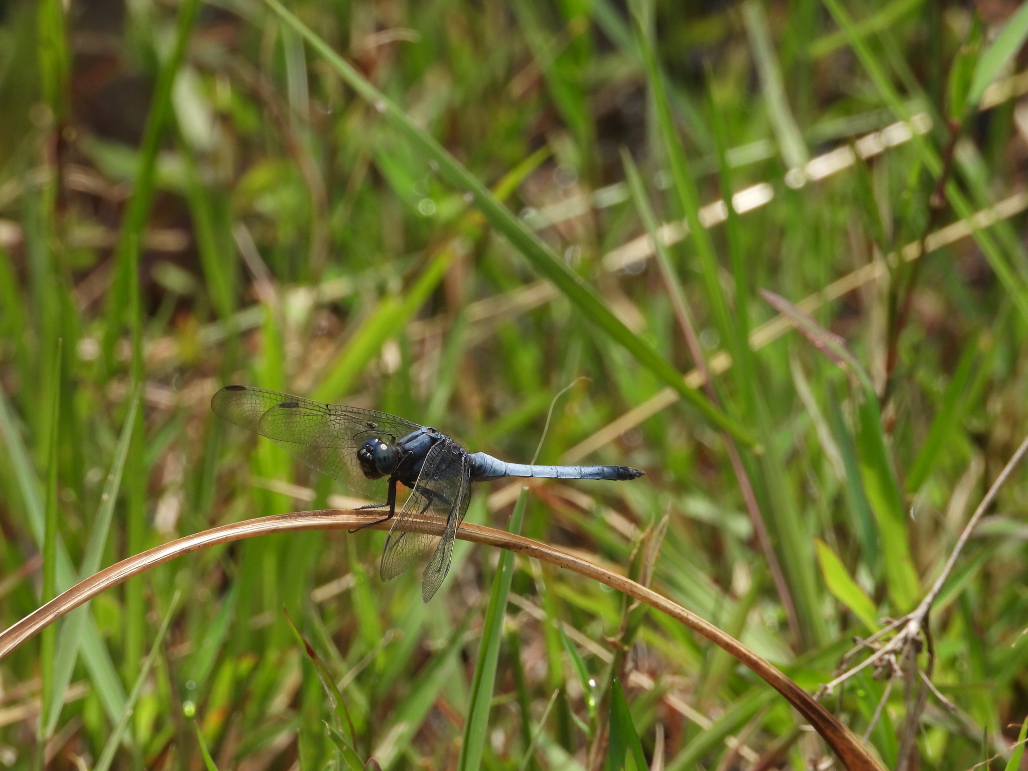 Blue Marsh Hawk