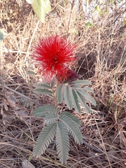Calliandra dysantha
