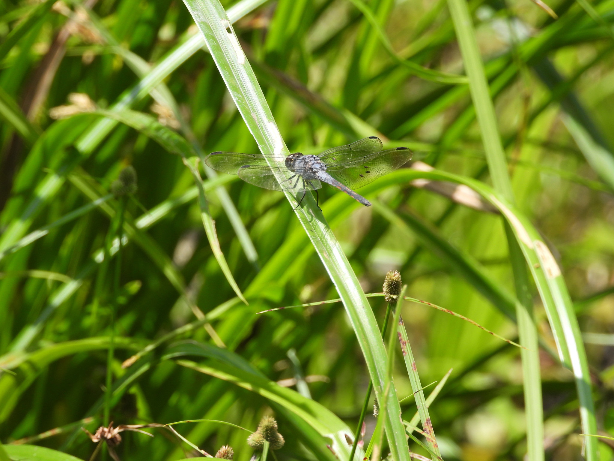Yellow-Tailed Ashy Skimmer