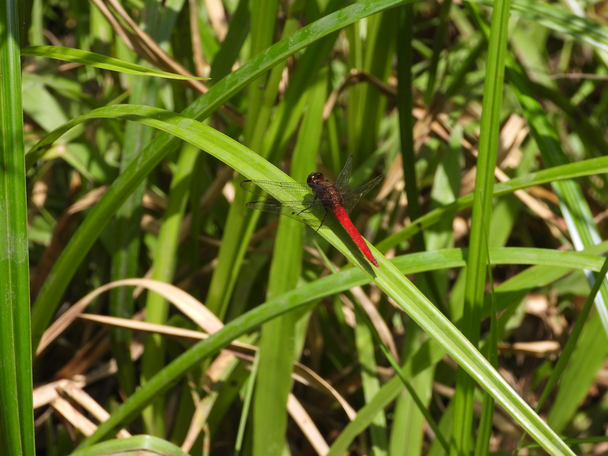 Spine-Tufted Skimmer
