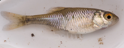 European bitterling (Rhodeus amarus) — Cyprinidae — 2