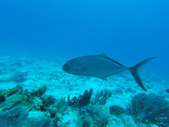 Caranx bartholomaei