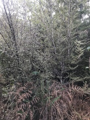 Olearia polita