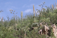 Agave palmeri
