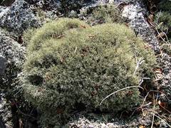 Cladonia amaurocraea