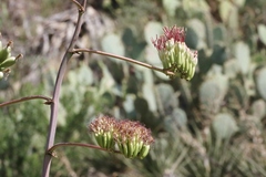 Agave palmeri