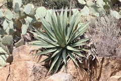 Agave palmeri