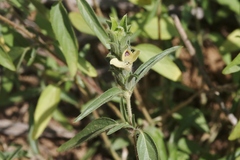 Tetramerium
