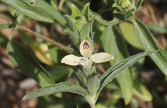 Tetramerium