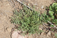 Tetramerium