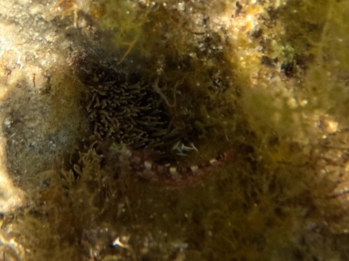 Tripterygion tripteronotum