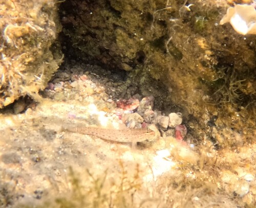 Gobius incognitus