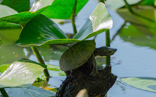 Common Musk Turtle, Sternotherus odoratus