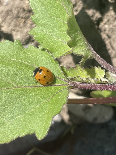 Seven-spotted Lady Beetle