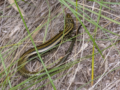 Lissolepis coventryi