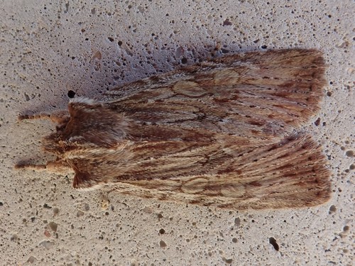 Wanton Pinion Moth