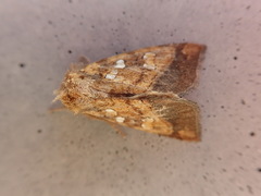 Papaipema harrisii