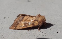 Papaipema harrisii