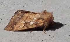Papaipema harrisii