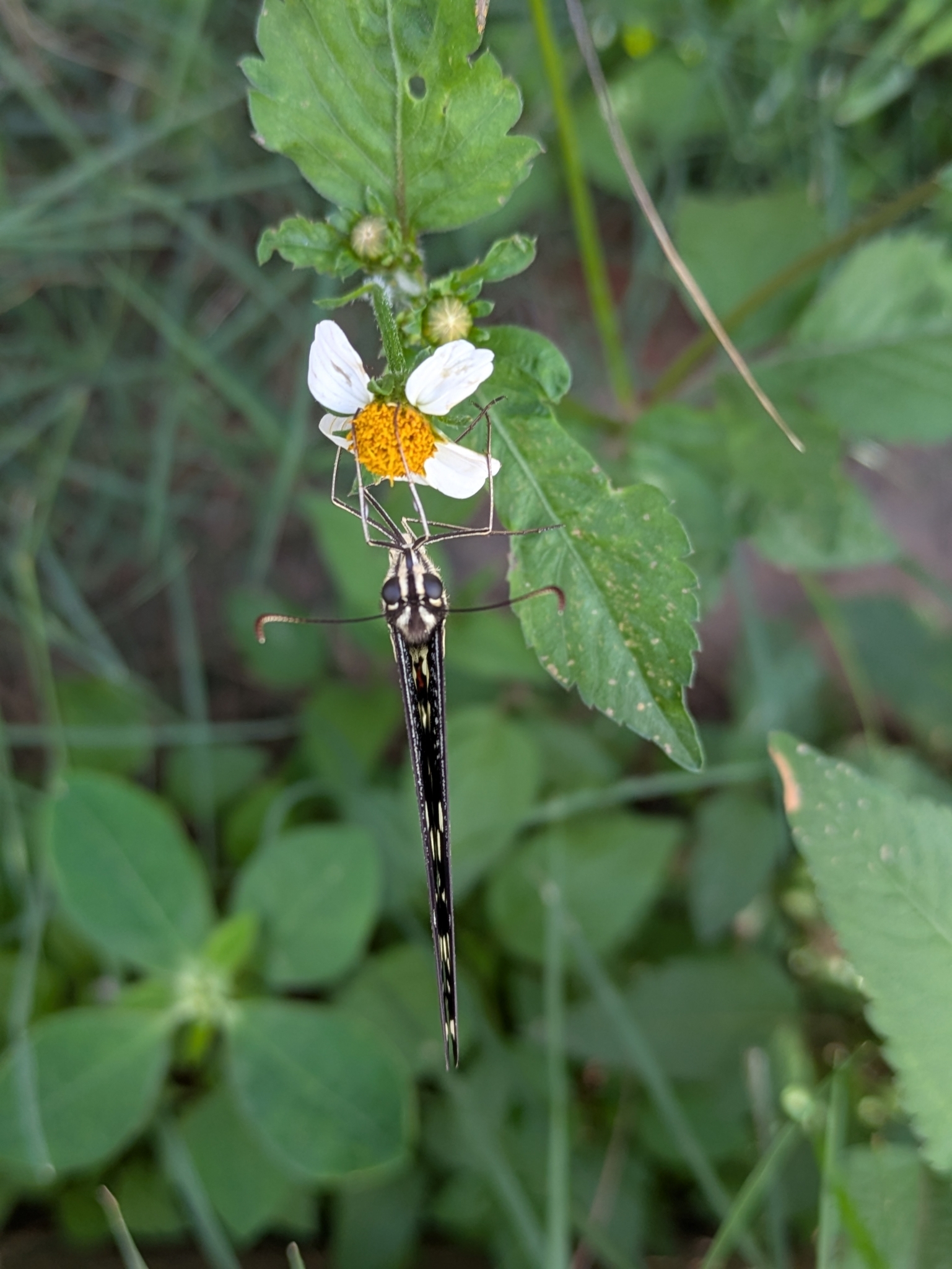 Lime Swallowtail