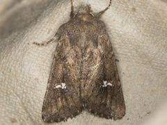Tricholita fistula