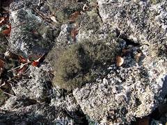 Cladonia amaurocraea
