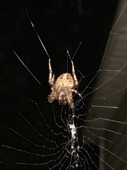 Neoscona crucifera