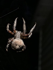 Neoscona crucifera