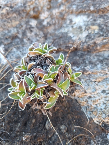 Helichrysum marginatum, photograph 4