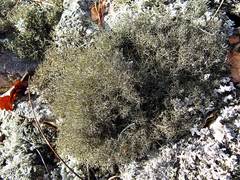 Cladonia amaurocraea