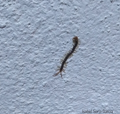Hemiscolopendra marginata