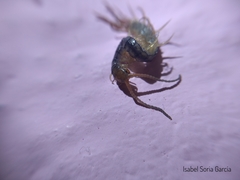 Hemiscolopendra marginata