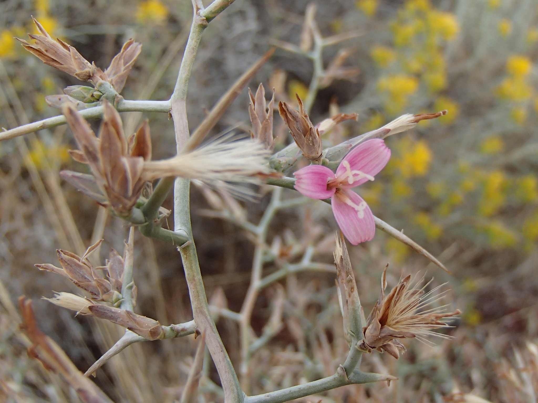 Pleiacanthus spinosus
