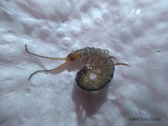 Hemiscolopendra marginata