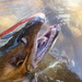Chinook Salmon - Photo (c) Rob Foster, some rights reserved (CC BY), uploaded by Rob Foster