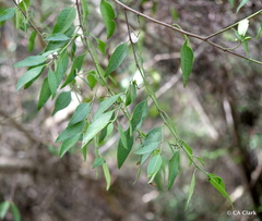 Vallesia pubescens