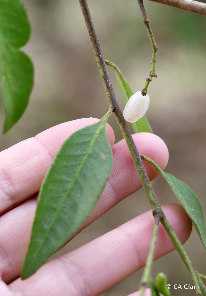 Galapagos pearlberry