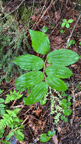 Maianthemum viridiflorum iNat (2)