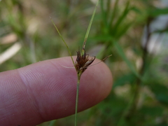 Rhynchospora gracilenta