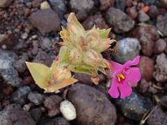 Diplacus cusickioides