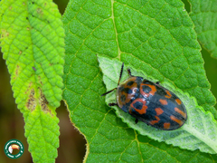 Eurypedus peltoides