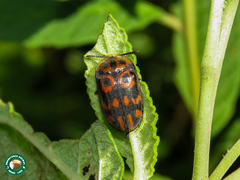 Eurypedus peltoides