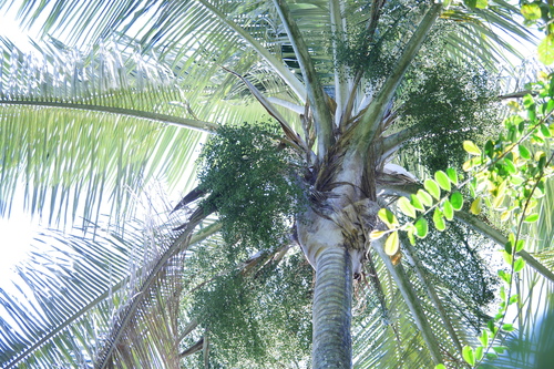 Ceroxylon echinulatum, photograph 6