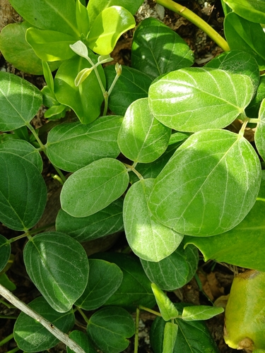 Canavalia sericea, photograph 5