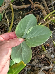 Canavalia sericea, photograph (c) Mike Bowie, some rights reserved (CC BY)