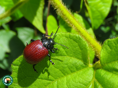 Grammodesma rubroaenea