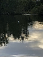 Egretta thula