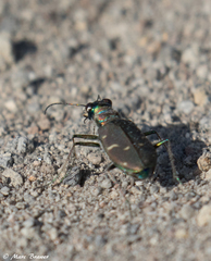 Cicindela depressula
